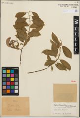 Foto von Salix iliensis Regel
